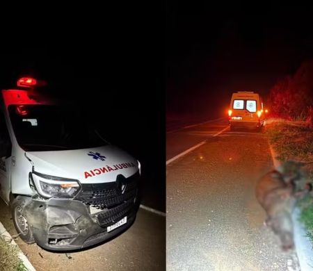 Anta invade pista e causa acidente com ambulância no interior de MS