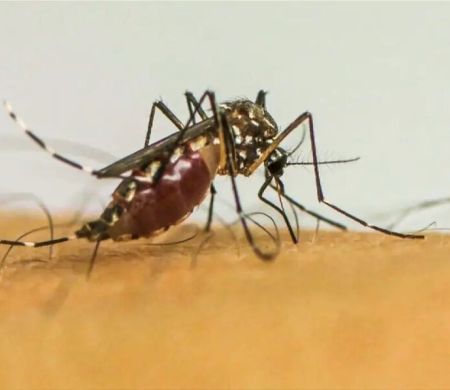 Vírus da chikungunya deixa sequelas em crianças e adolescentes 