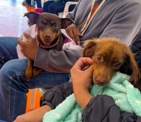 Após atender 9,6 mil animais, Caravana avança para outras duas regiões