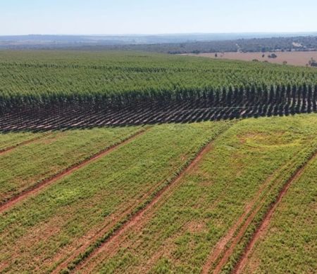 Silvicultura cresce e transforma Campo Grande em polo estratégico