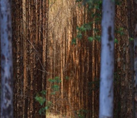 Floresta plantada no Estado deve crescer 40% até 2028