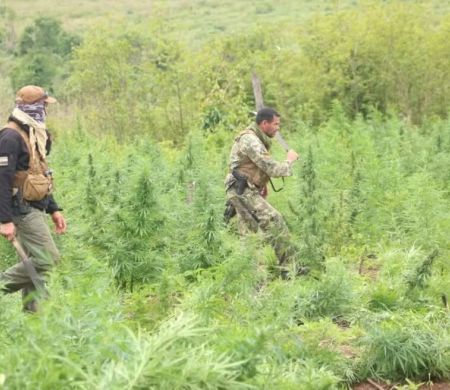 Operação destrói acampamentos e plantações de maconha na fronteira