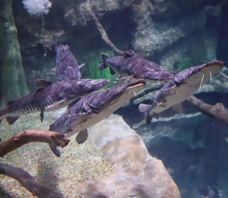 Aquário em Foz do Iguaçu é um dos maiores da América do Sul