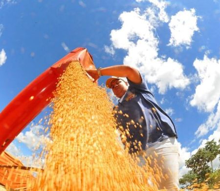 MS registra alta de 23,6% no valor da produção agropecuária