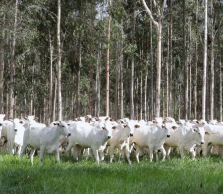 Produtor tem prazo até o próximo dia 1º para declarar e atualizar rebanhos