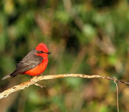 Campo Grande tem 20% de aves migratórias às vésperas da COP15